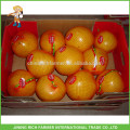 China Rich Farmer Frischer Honig Pomelo Lieferant